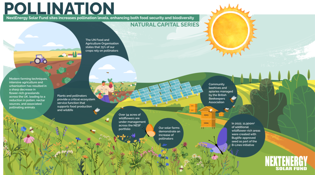 Natural Capital Series: Pollination - NextEnergy Solar Fund